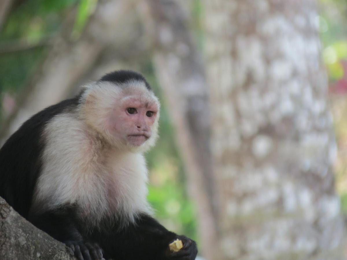 Monkey Lodge Panama Chilibre Eksteriør bilde