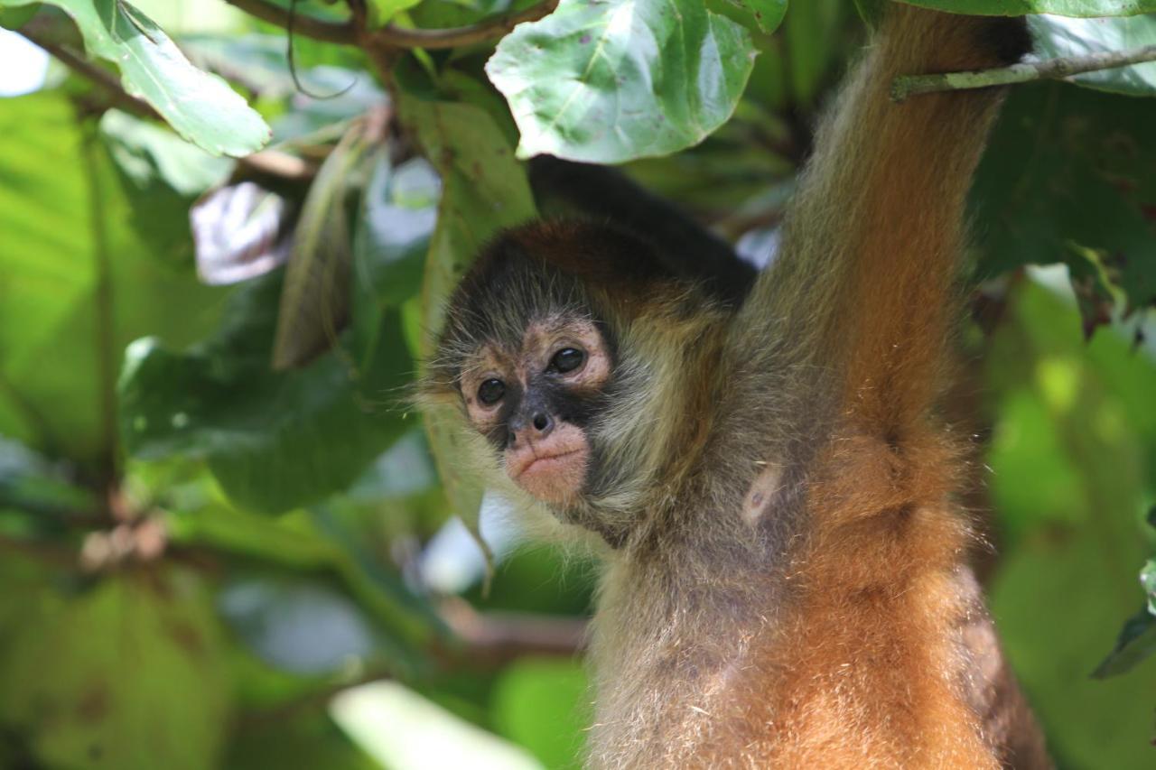 Monkey Lodge Panama Chilibre Eksteriør bilde